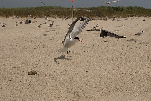 Monomoy National Wildlife Refuge